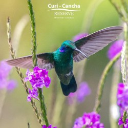 Observación de Aves