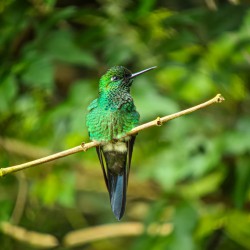 Observación de Aves