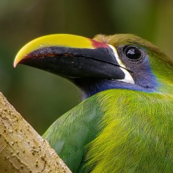 Observación de Aves