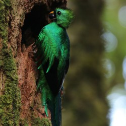 Observación de Aves