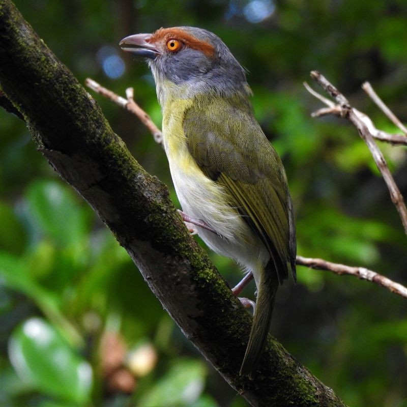 Observación de Aves