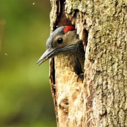 Birdwatching Tour