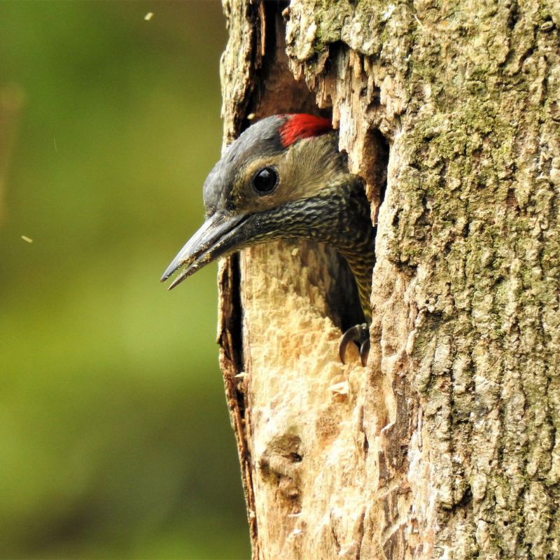 Observación de Aves