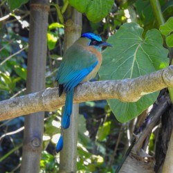 Observación de Aves